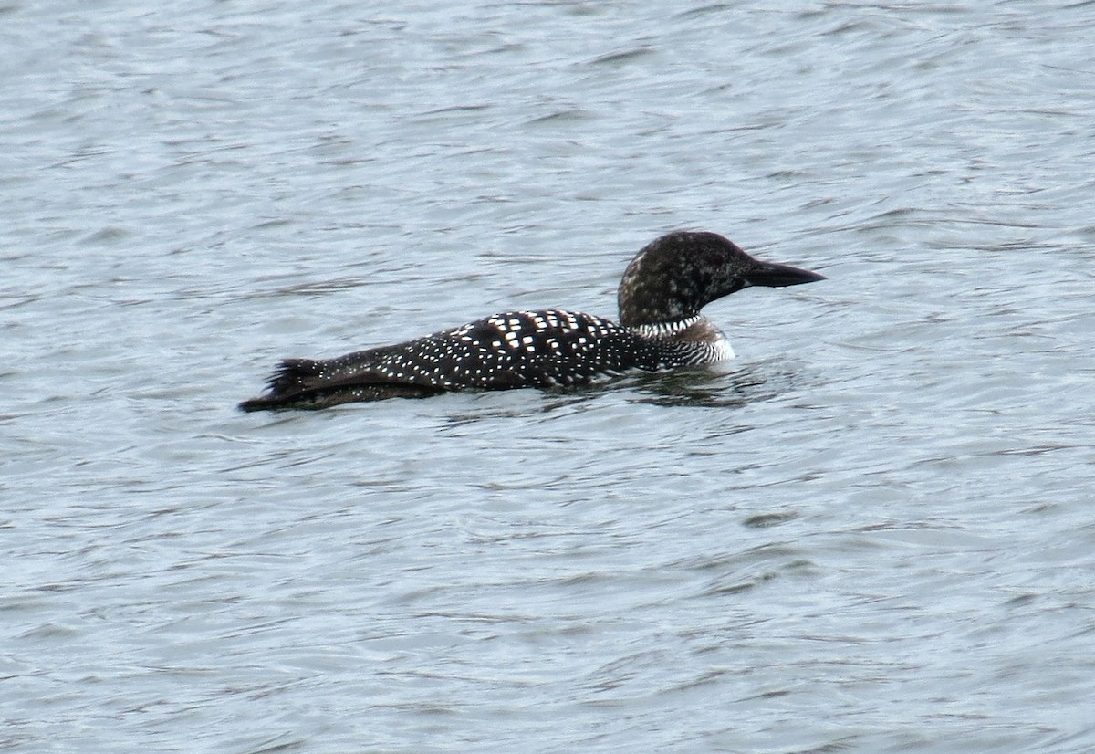 Common Loon - John Meredig