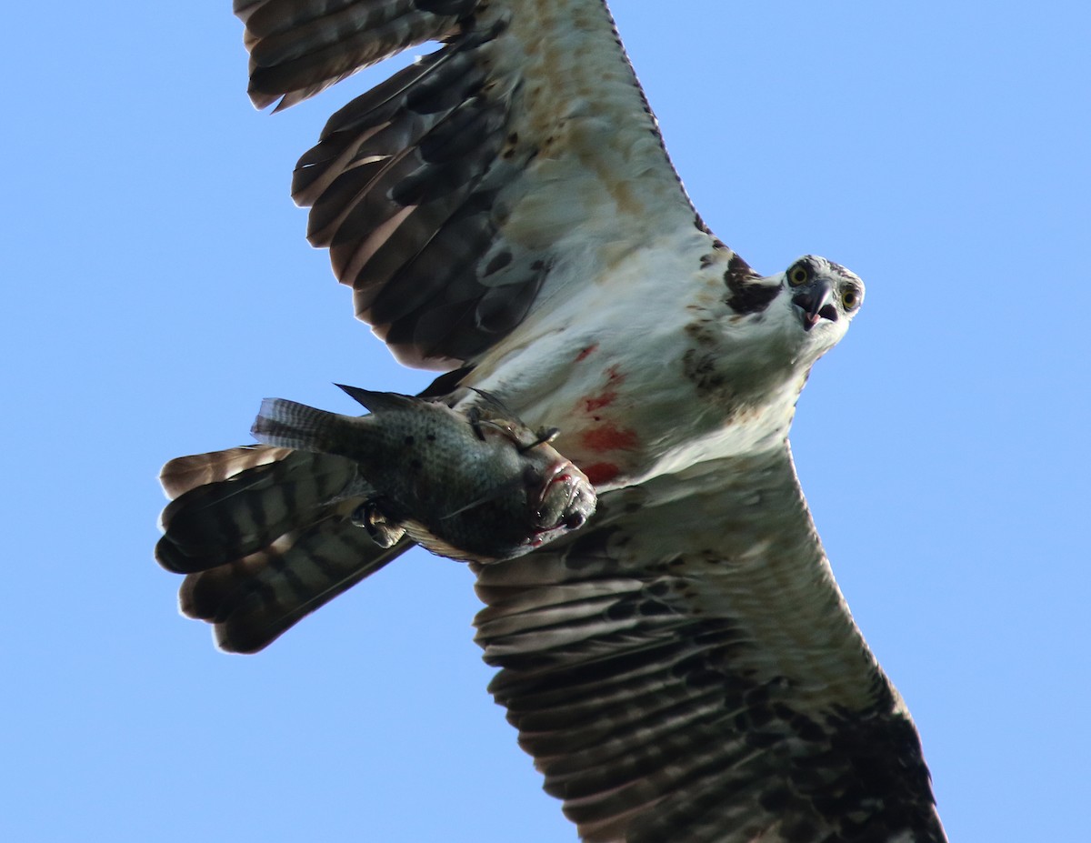 Osprey - ML145202231