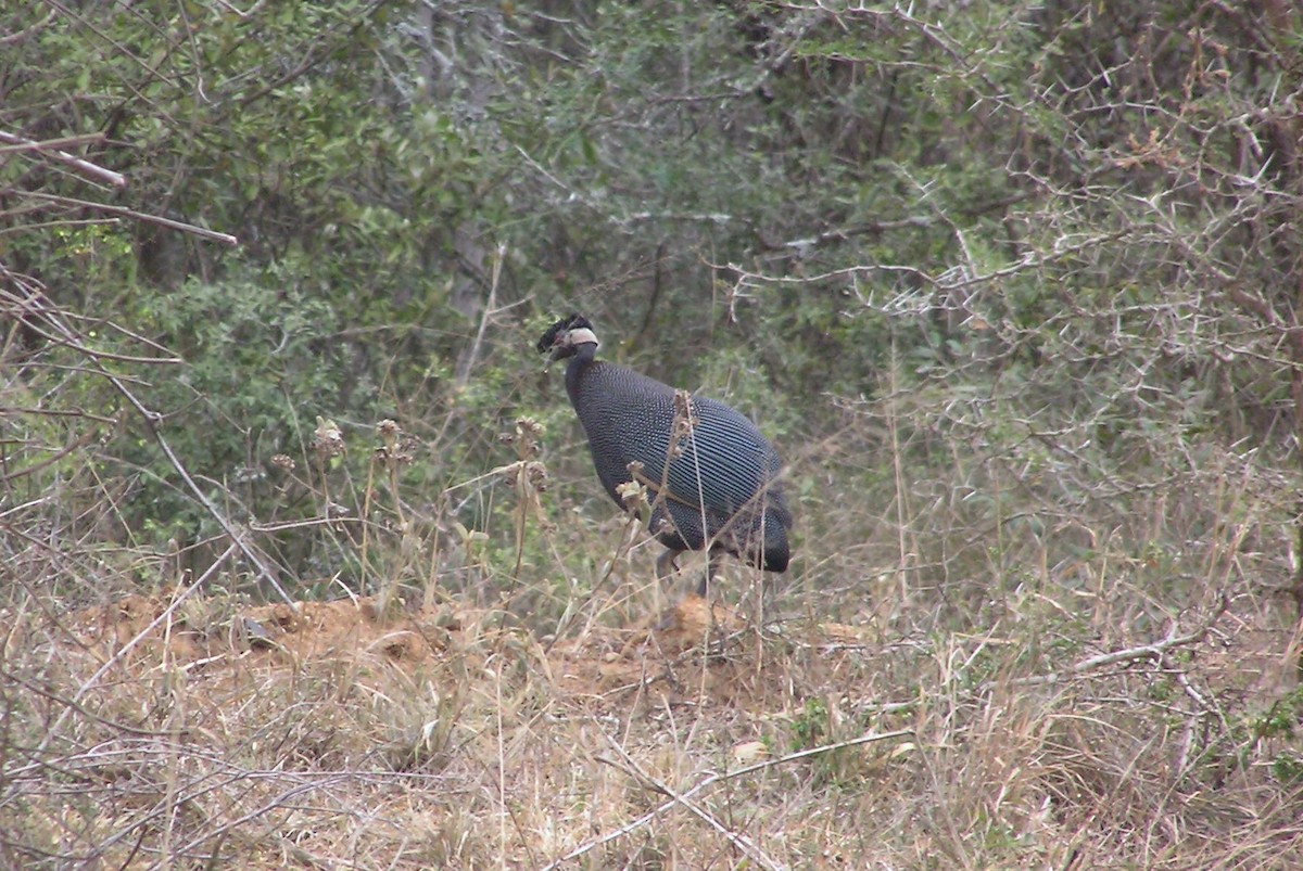 Southern Crested Guineafowl - ML145204551