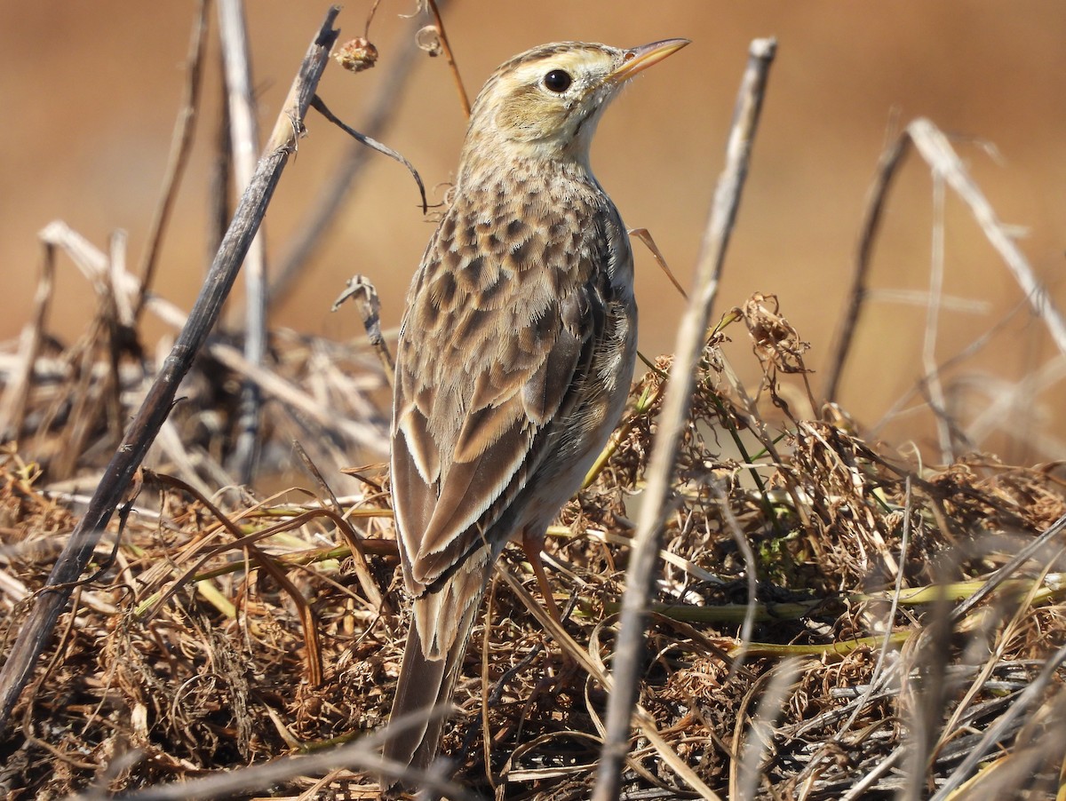 Richard's Pipit - ML145205081