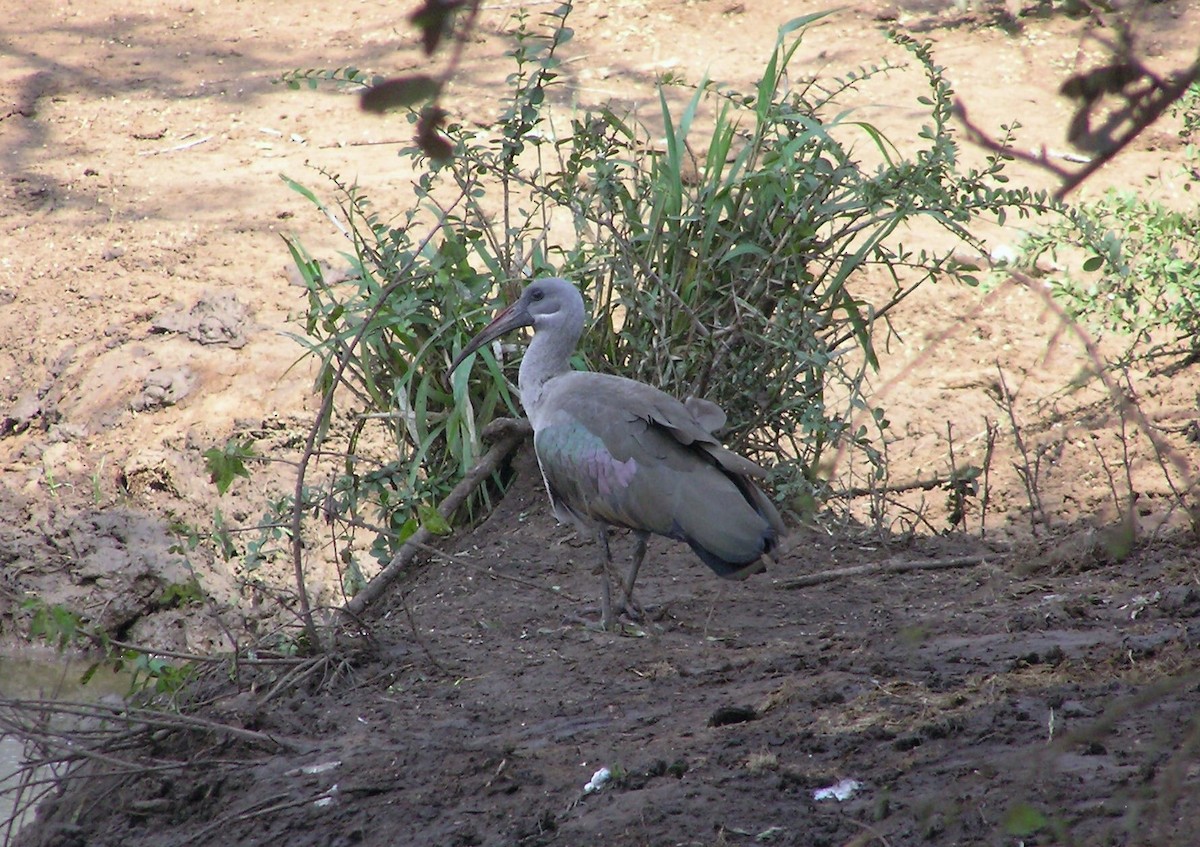 Hadada Ibis - John Drummond