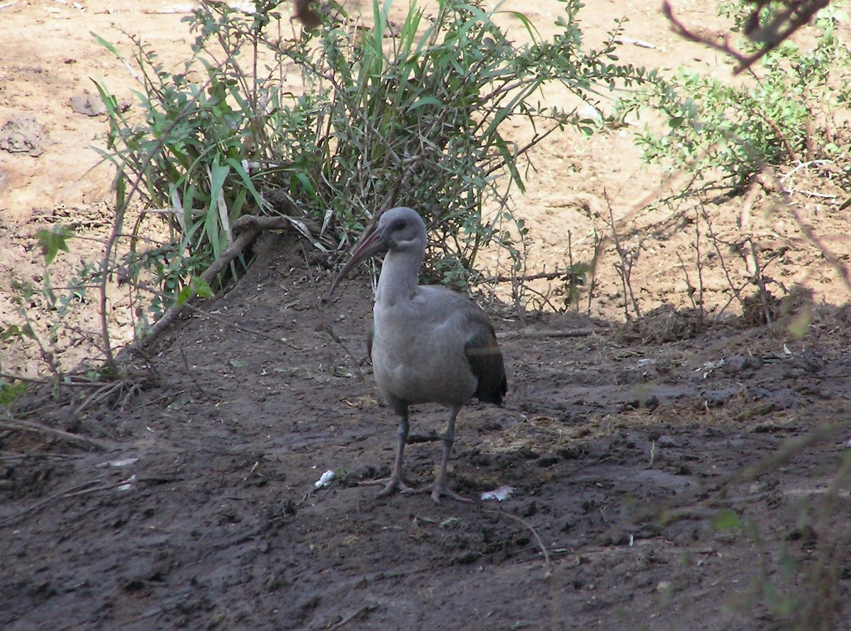 Hadada Ibis - ML145205181