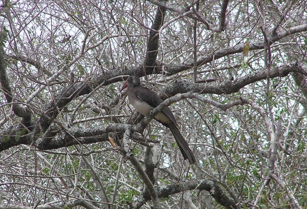 Crowned Hornbill - ML145205341