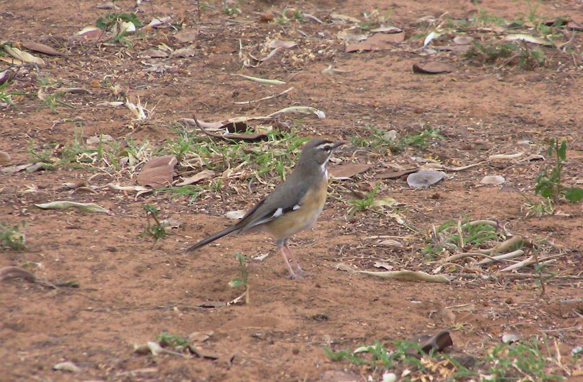 Bearded Scrub-Robin (Bearded) - John Drummond