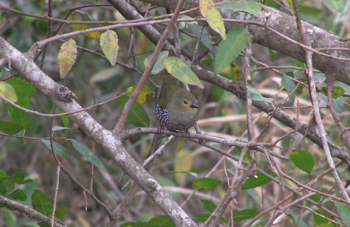 Green-backed Twinspot (Green-breasted) - ML145205881