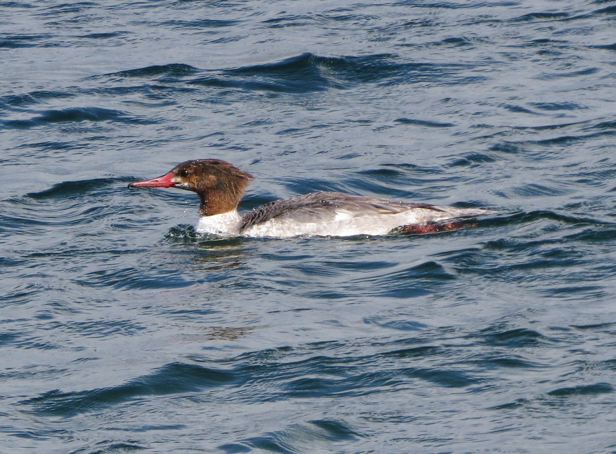 Common Merganser - ML145206331