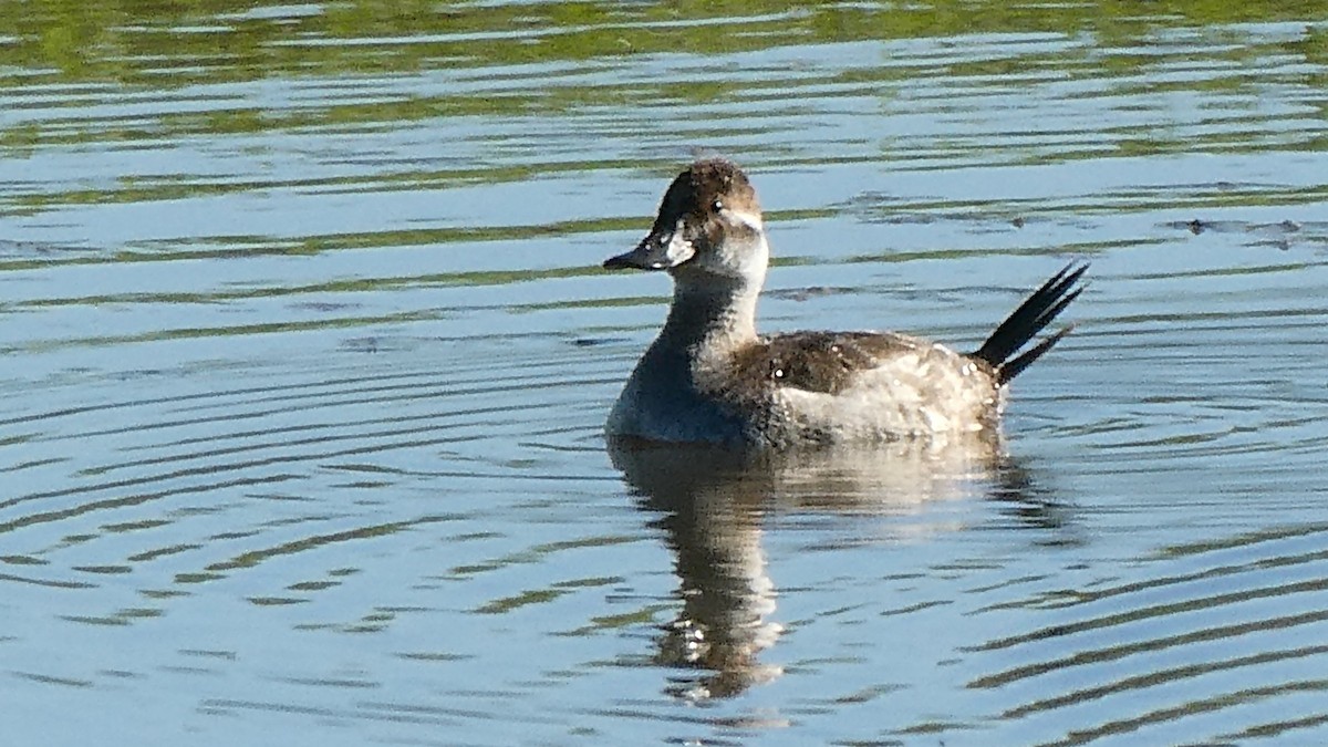 Ruddy Duck - ML145206841