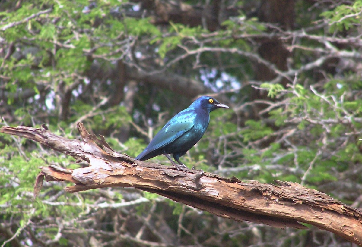 Cape Starling - ML145207401