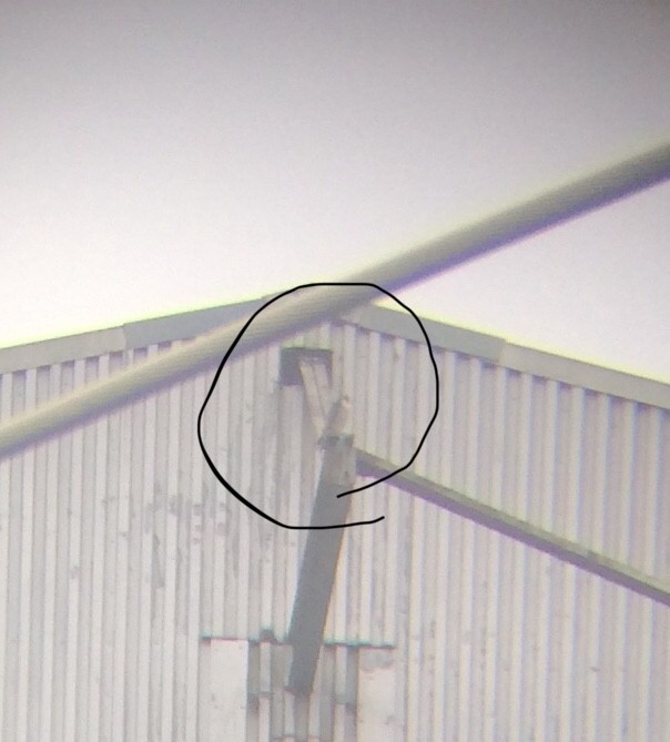 Peregrine Falcon - ML145207891