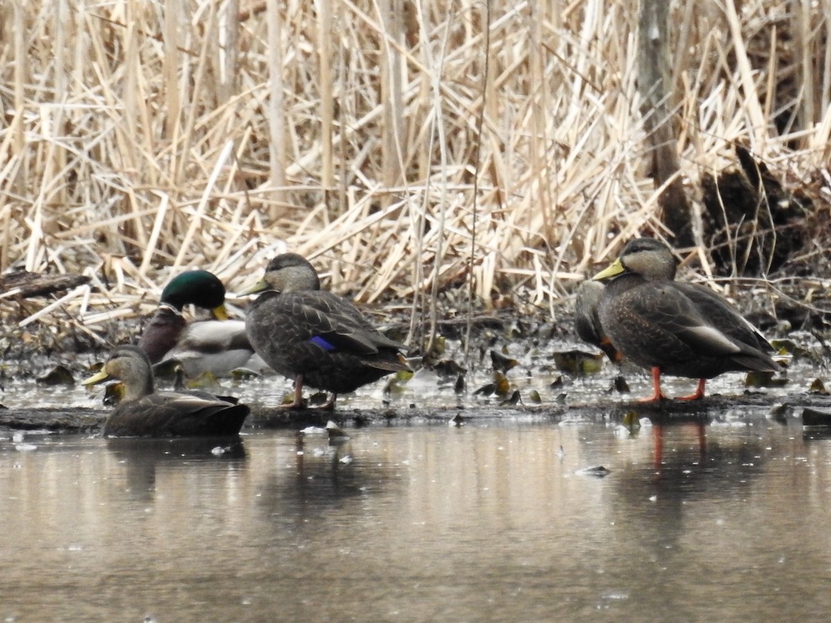 American Black Duck - ML145208221