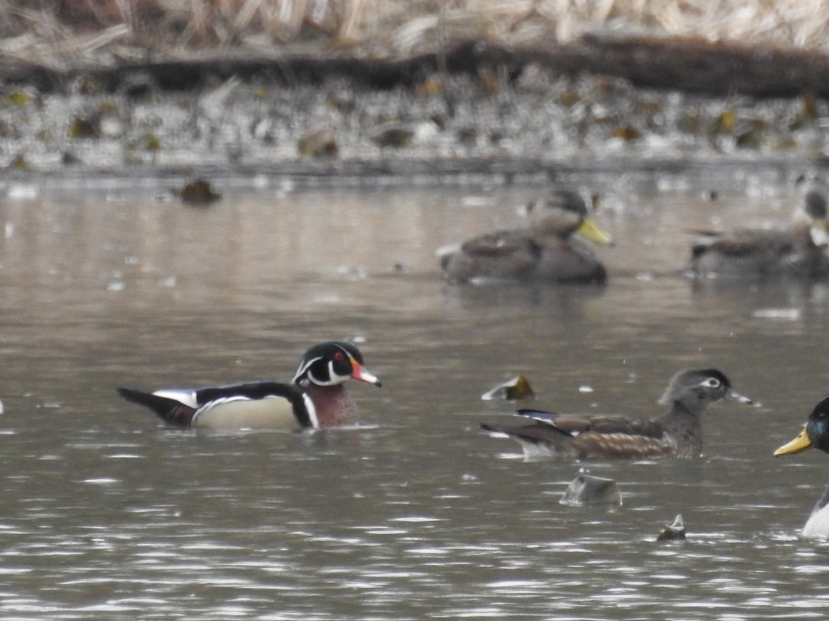 Wood Duck - ML145208251