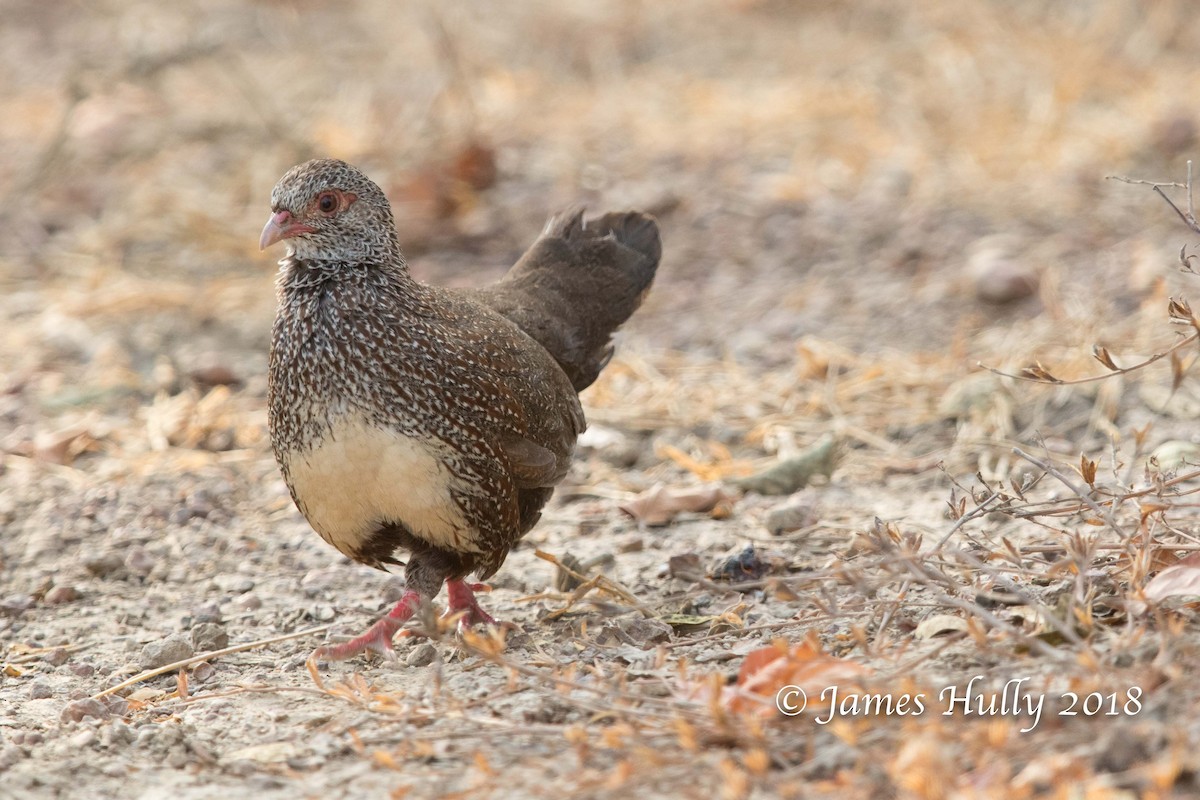 Stone Partridge - Jim Hully