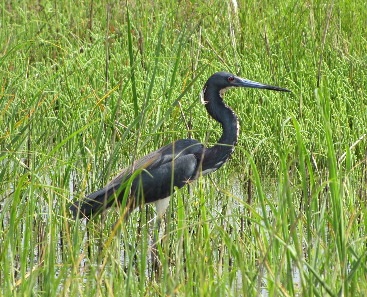 Tricolored Heron - ML145209211