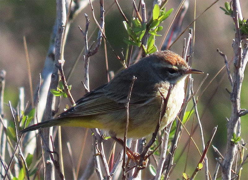 Palm Warbler - Karen Lebing