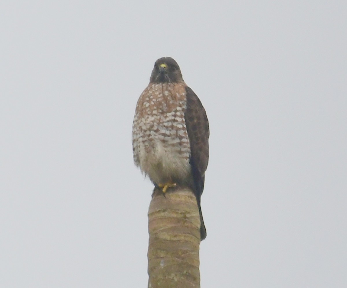 Broad-winged Hawk - ML145211551