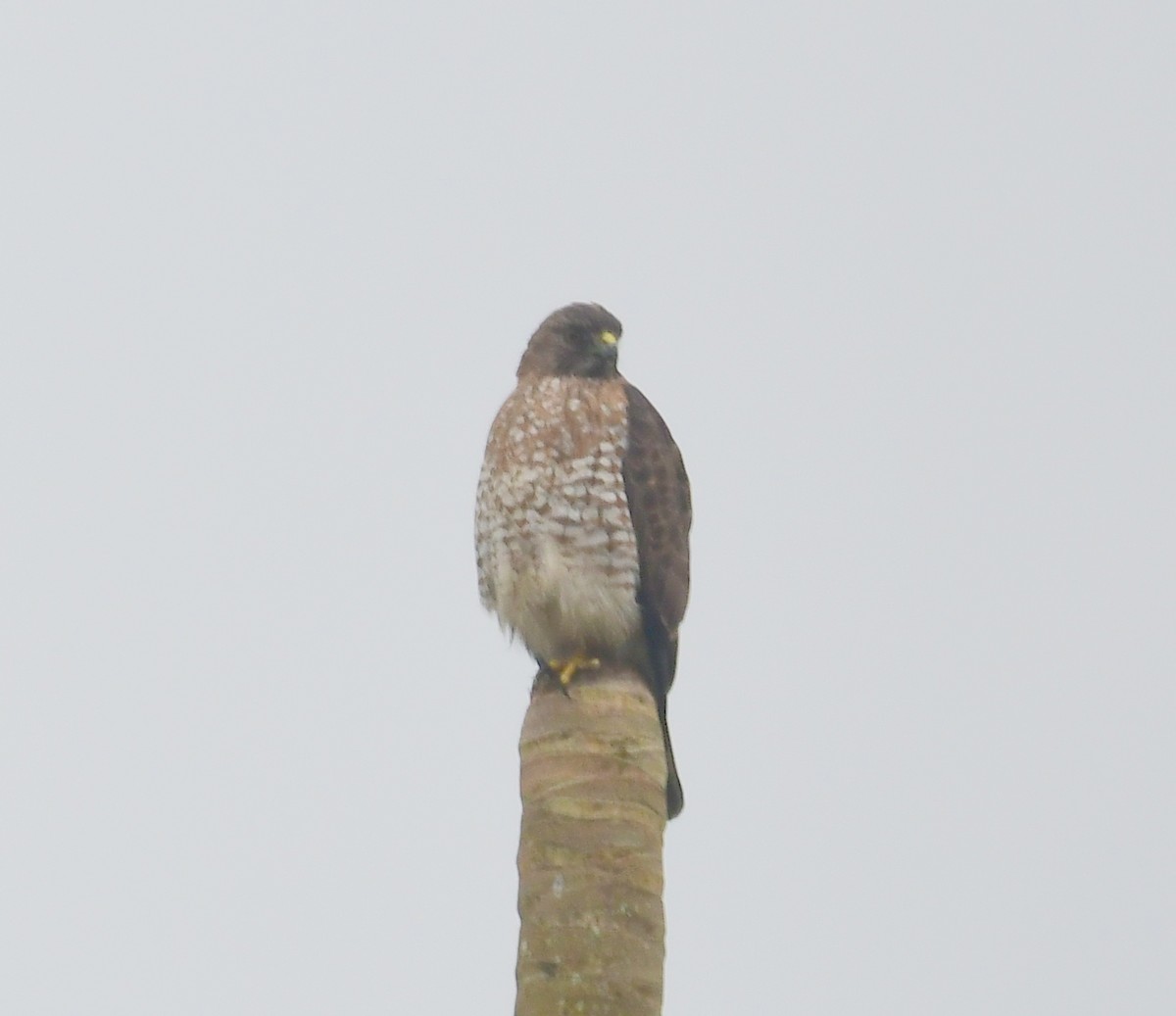 Broad-winged Hawk - ML145211561