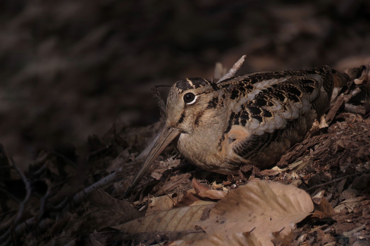 American Woodcock - ML145213021