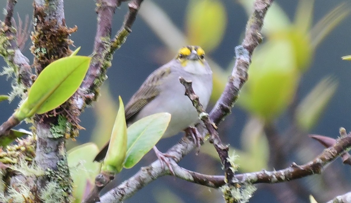 Yellow-browed Sparrow - James Bozeman