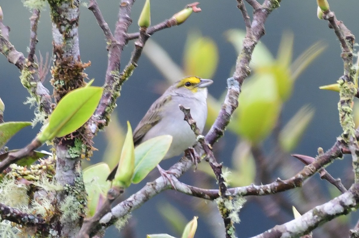 Yellow-browed Sparrow - James Bozeman