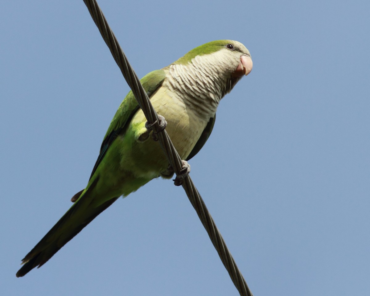 Monk Parakeet - ML145214521