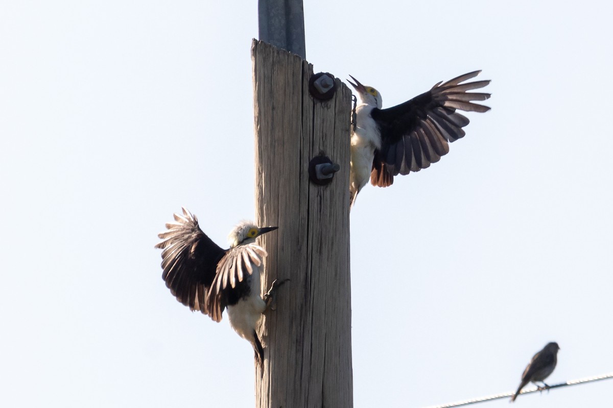 White Woodpecker - Ken Chamberlain