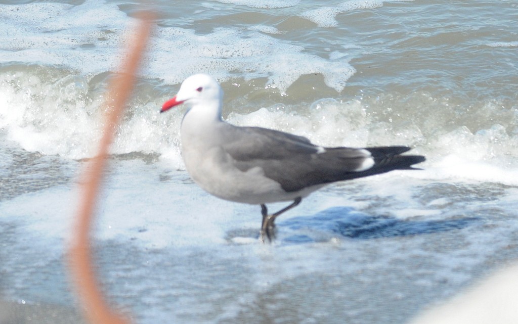 Gaviota Mexicana - ML145216301