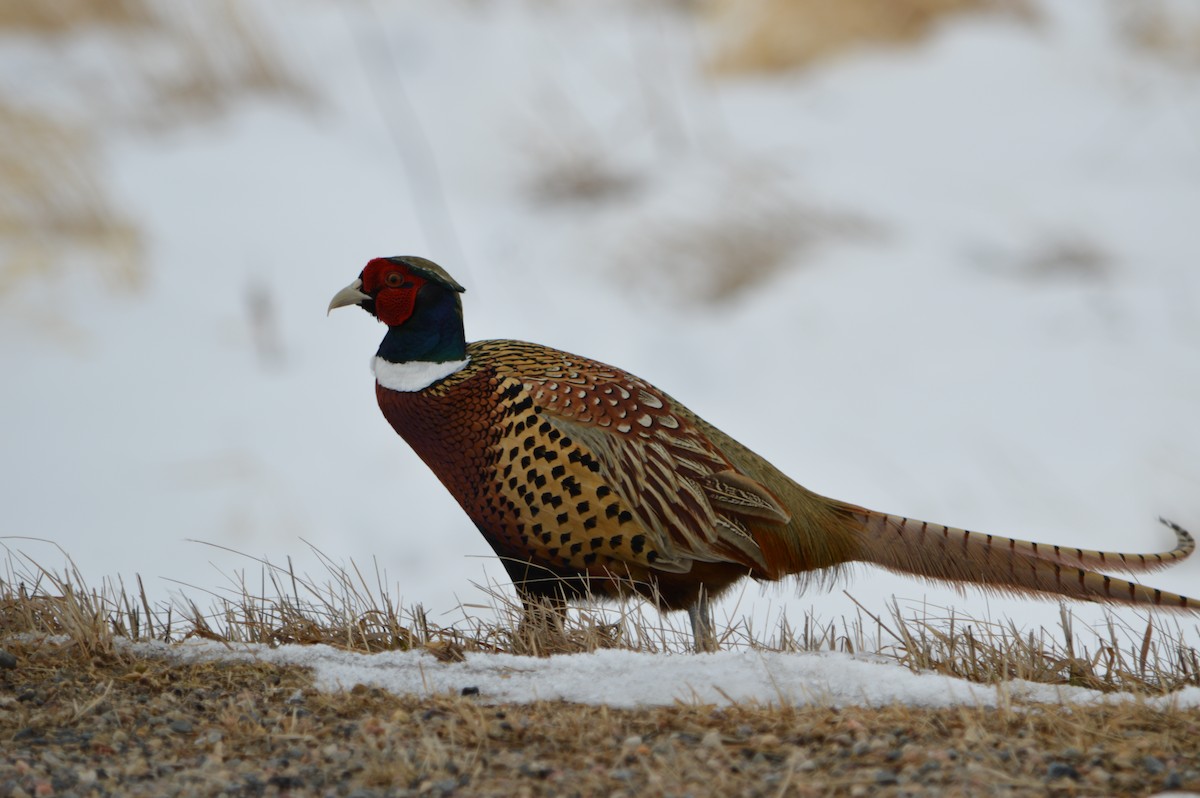 Ring-necked Pheasant - ML145216321