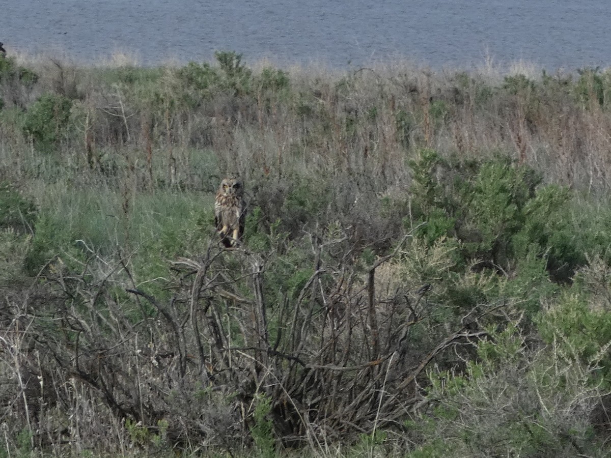 Short-eared Owl - ML145219051