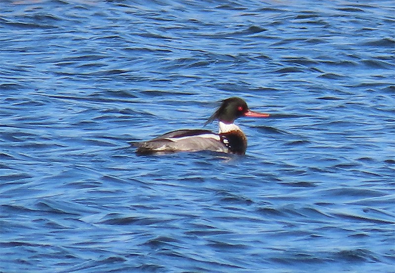 Red-breasted Merganser - ML145219531