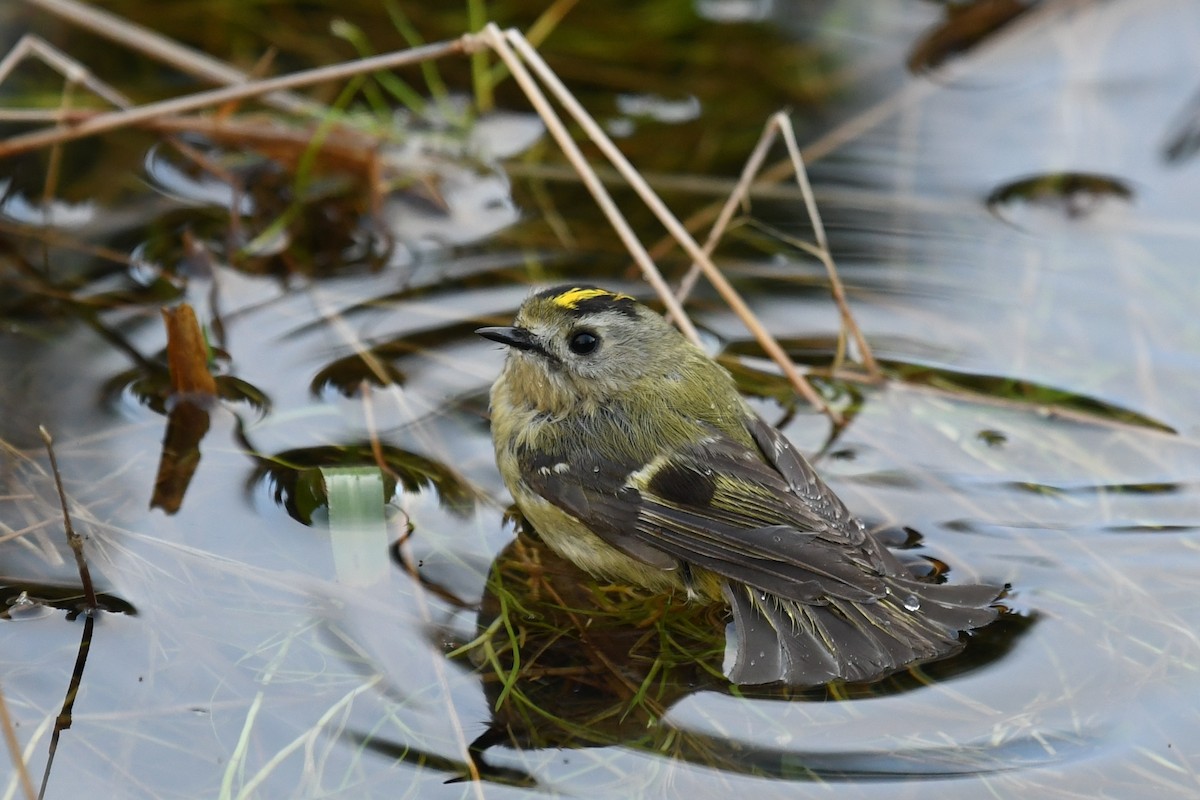 Goldcrest (Western Azores) - Andre Vieira