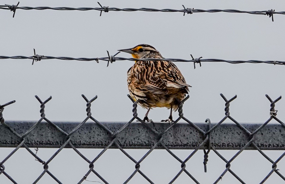 Eastern Meadowlark (Eastern) - Gale VerHague