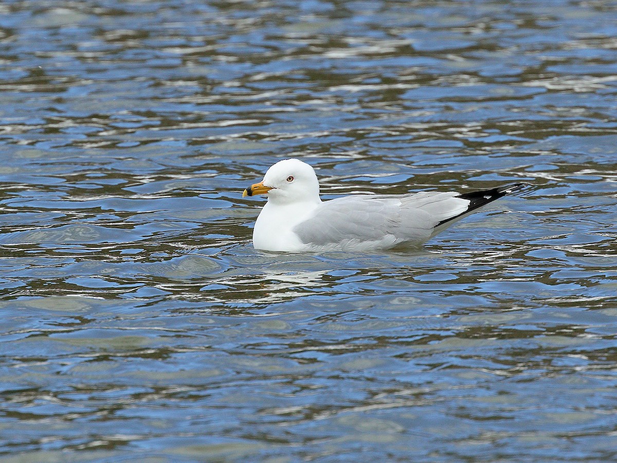 Ring-billed Gull - Bob Walker