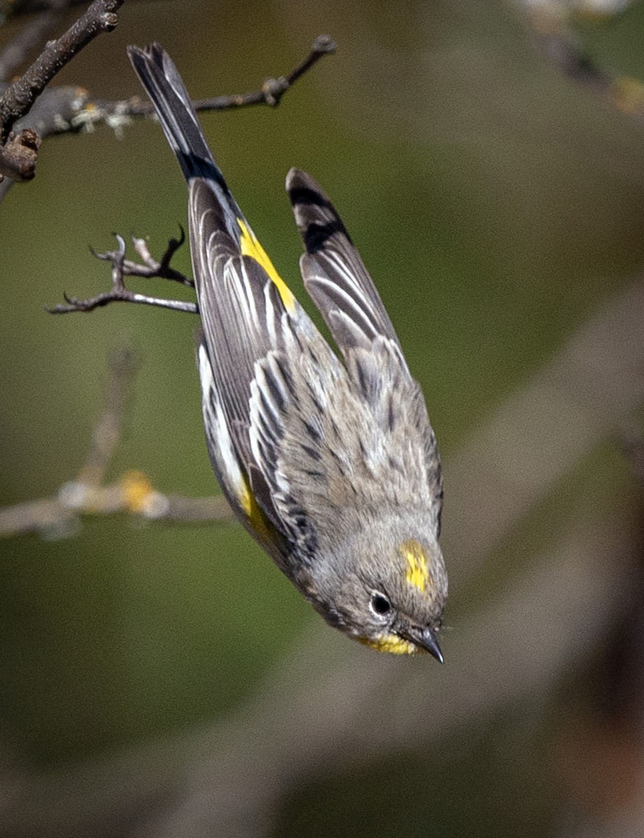 Yellow-rumped Warbler (Audubon's) - Cliff Peterson