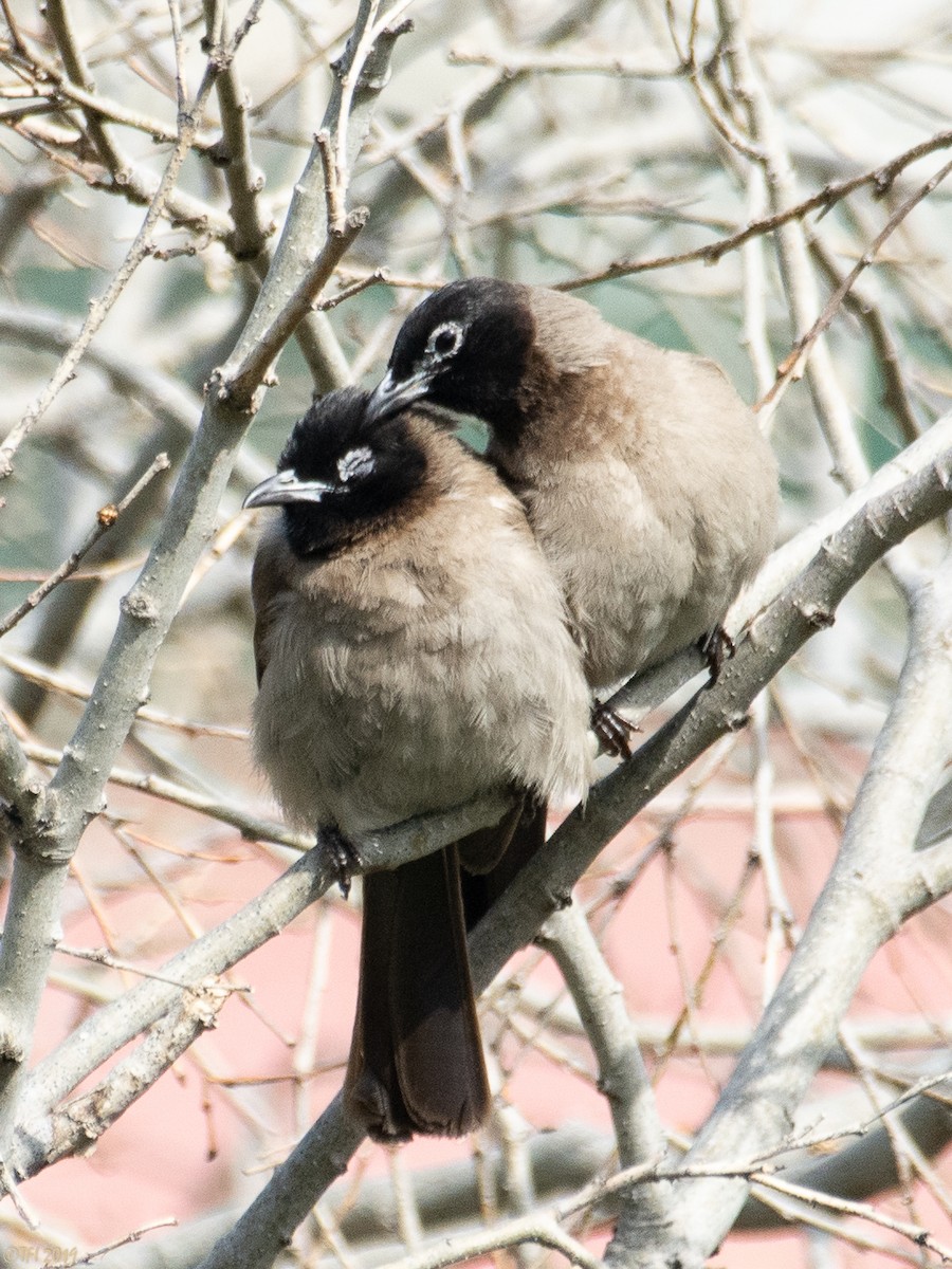 White-spectacled Bulbul - ML145222011