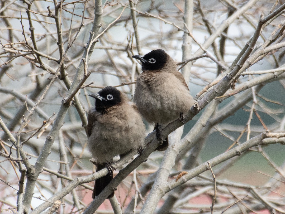 White-spectacled Bulbul - ML145222071