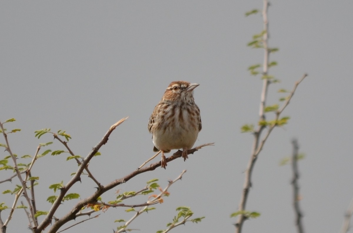 Gillett's Lark - ML145222231