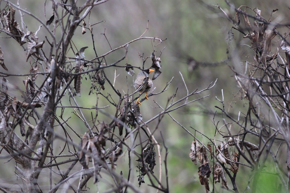 Gray-winged Inca-Finch - ML145222441