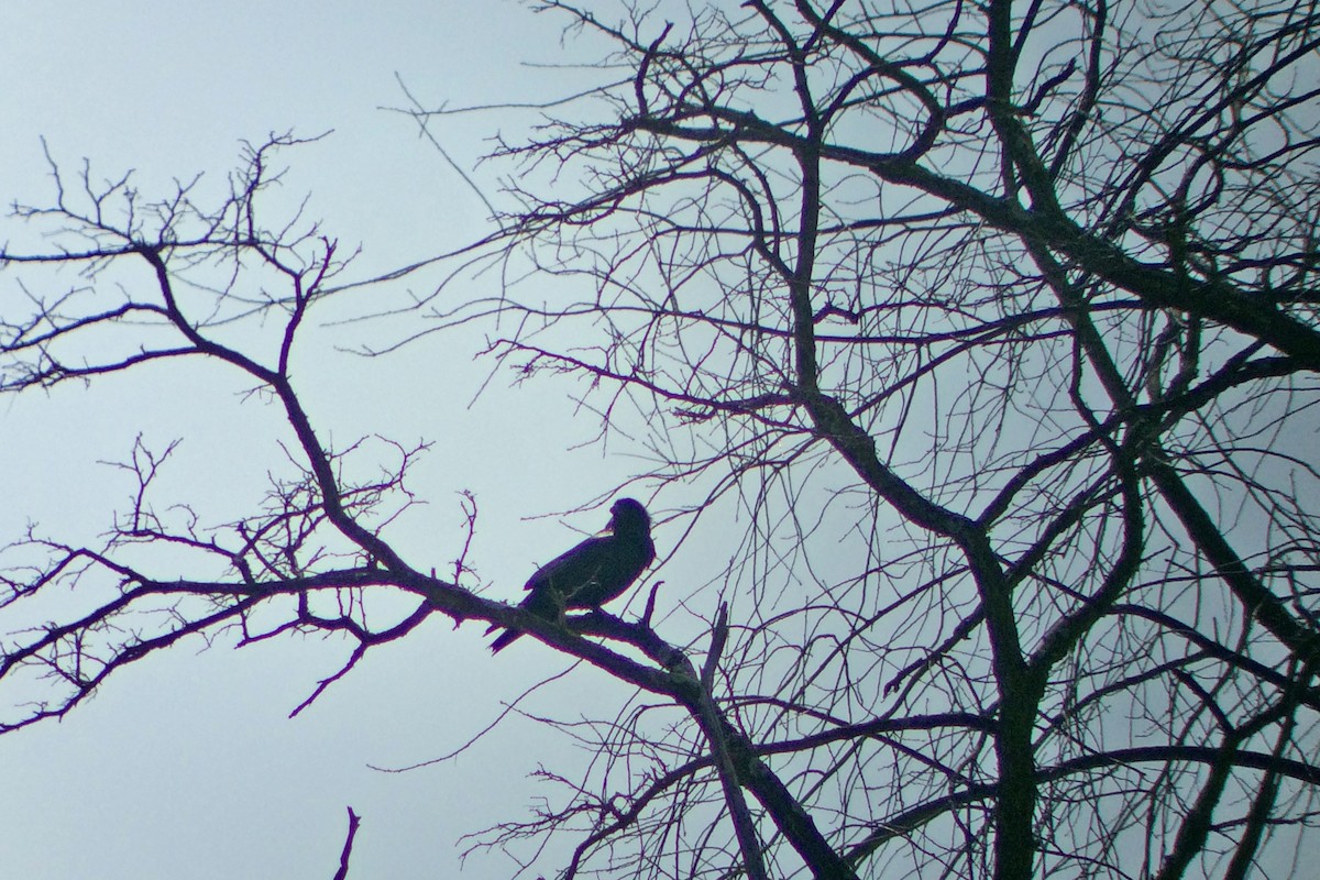 Common Raven - ML145223081