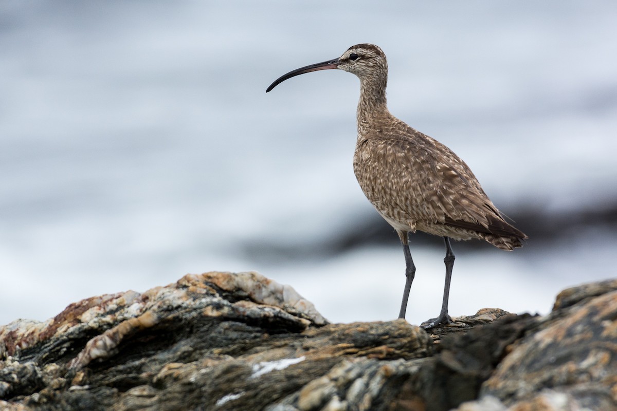 Whimbrel - ML145223281