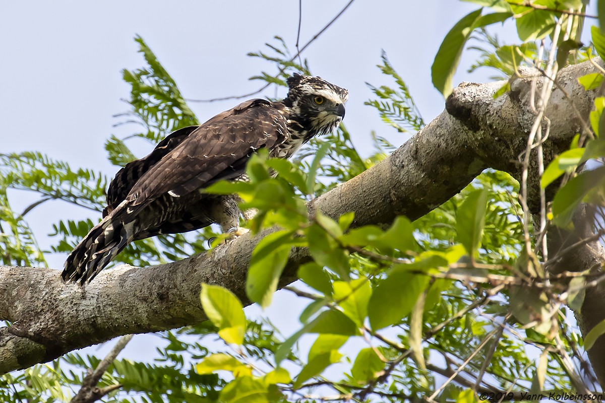 Black Hawk-Eagle - Yann Kolbeinsson