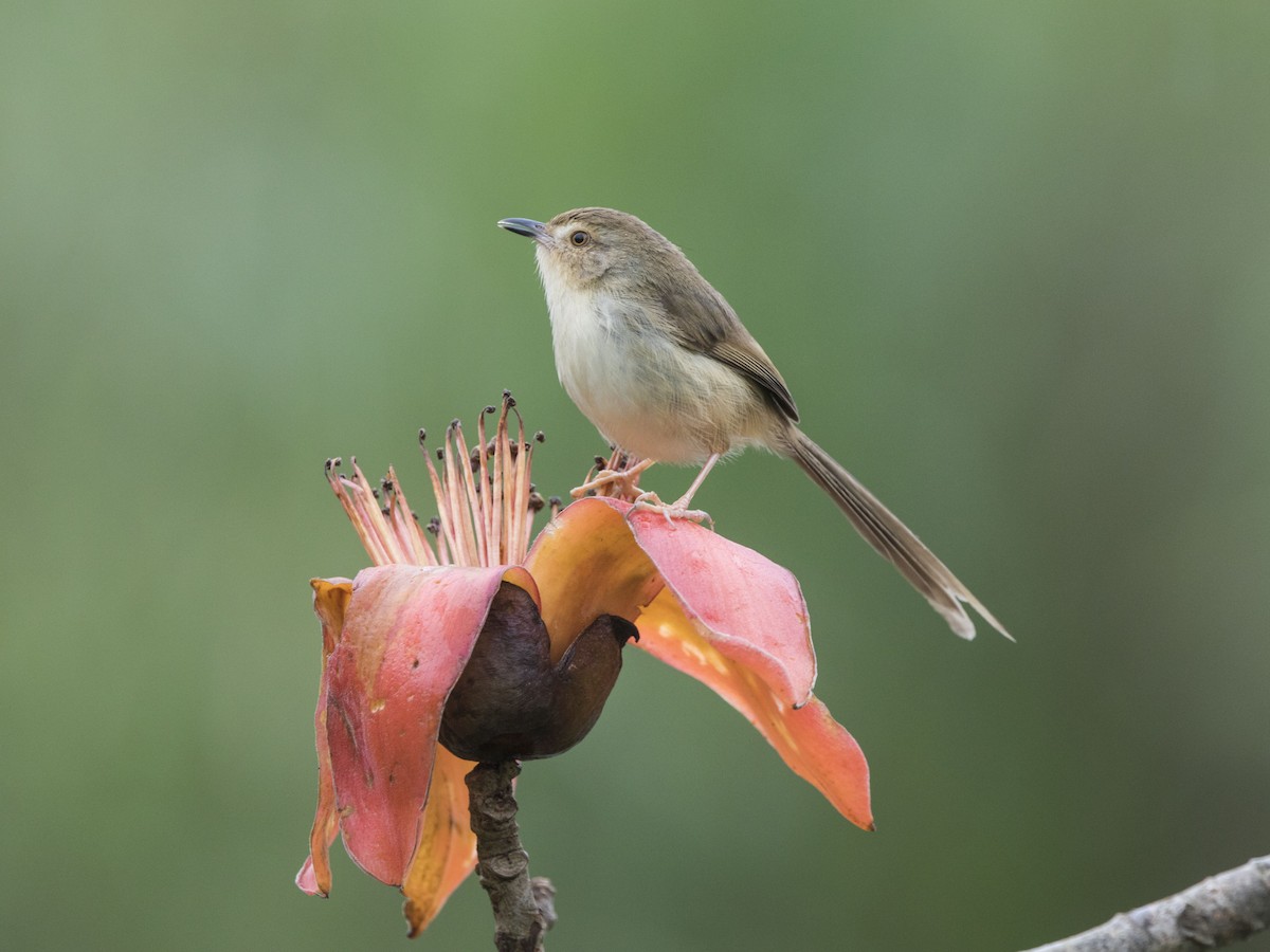 Prinia simple - ML145225591