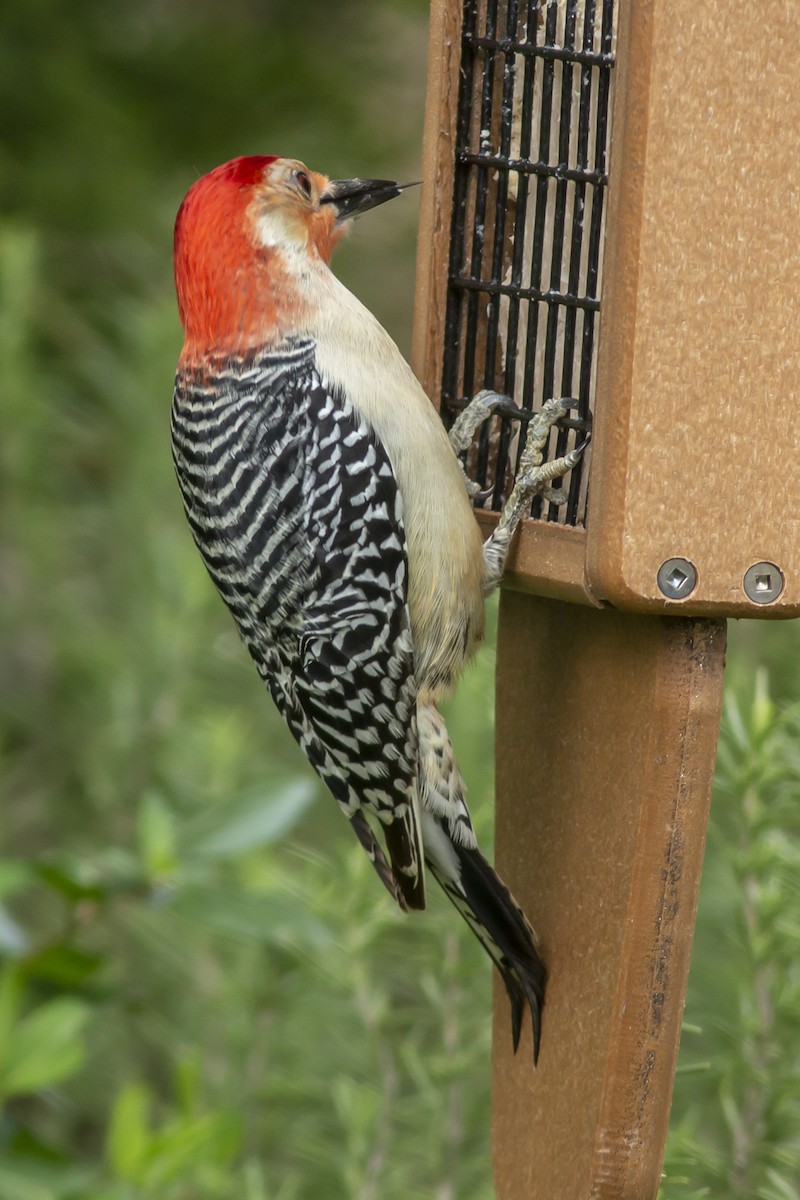 Red-bellied Woodpecker - George Holt