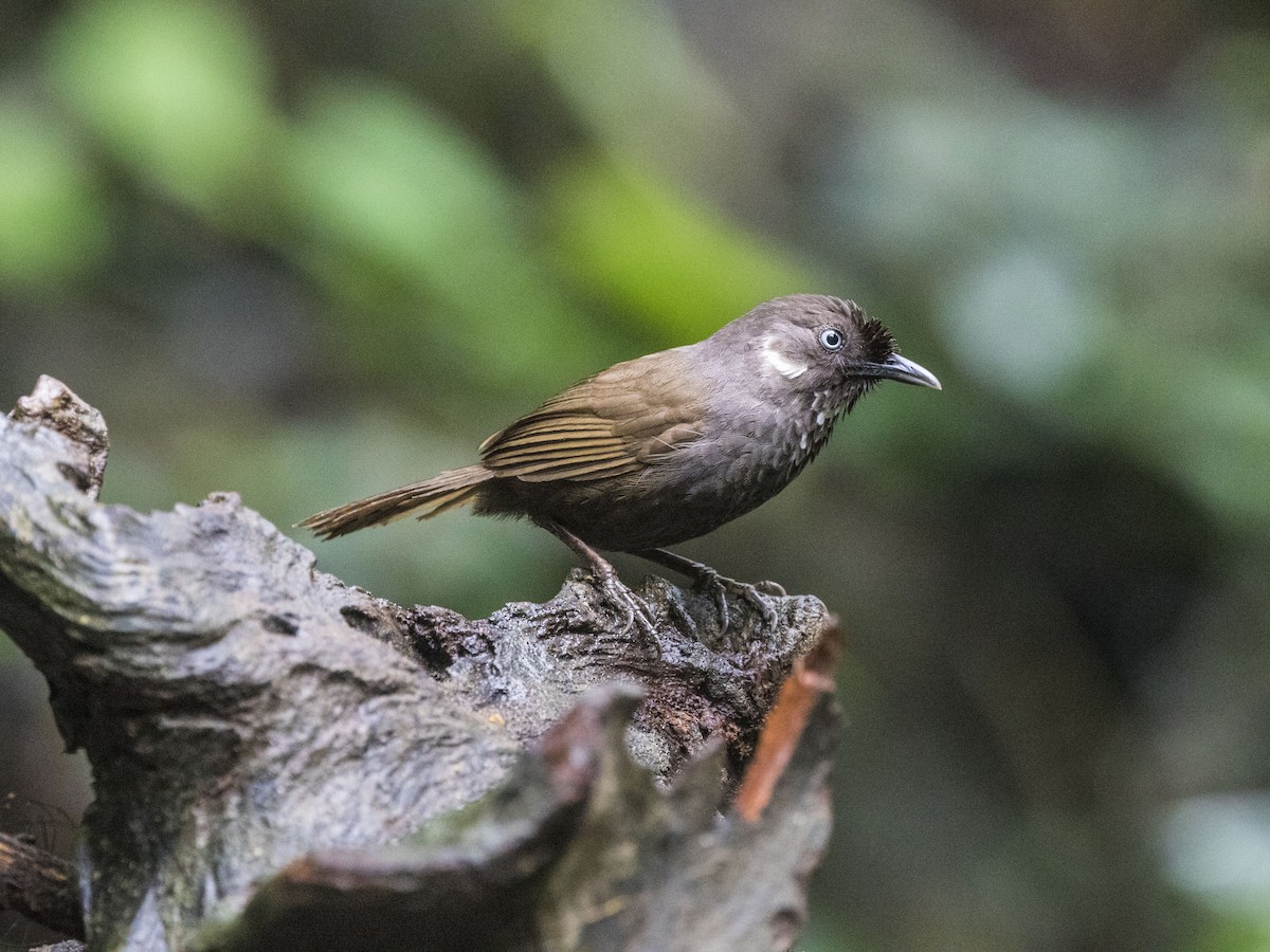 Nonggang Babbler - Gary Nunn