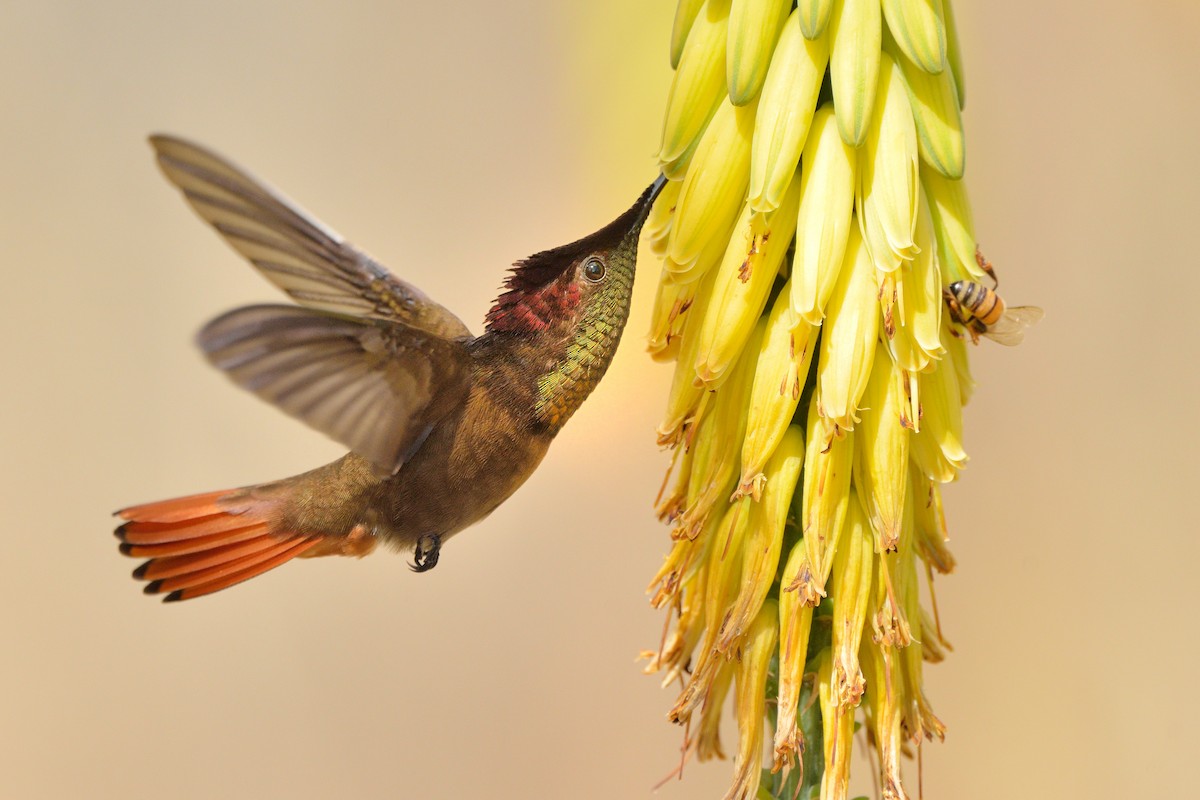 Ruby-topaz Hummingbird - Michiel Oversteegen