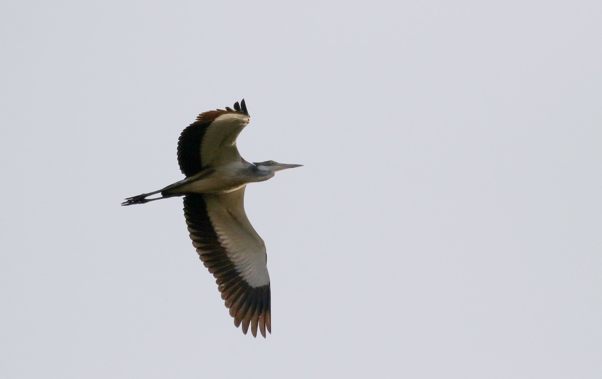 Black-headed Heron - ML145229091