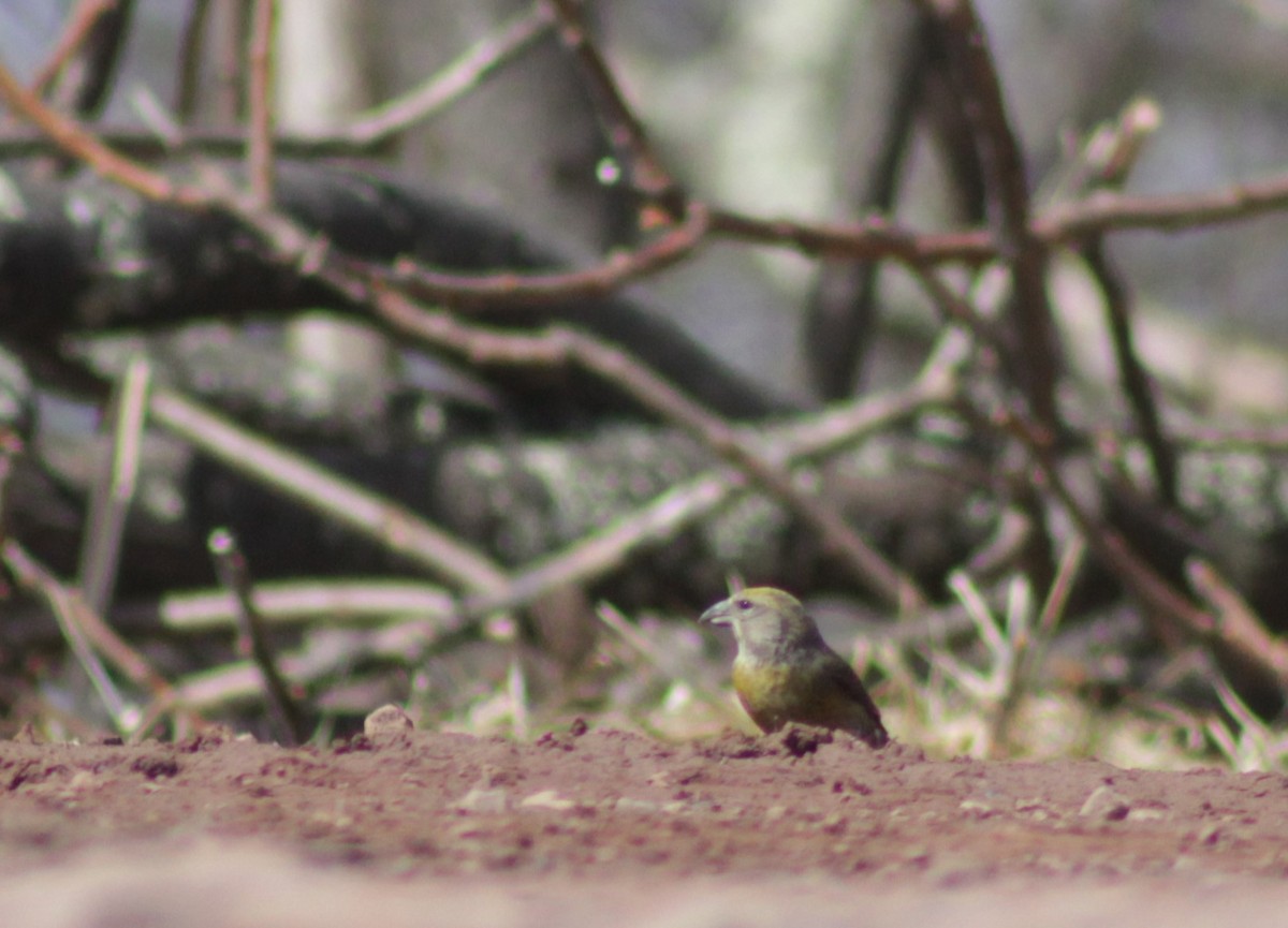 Red Crossbill - ML145229411