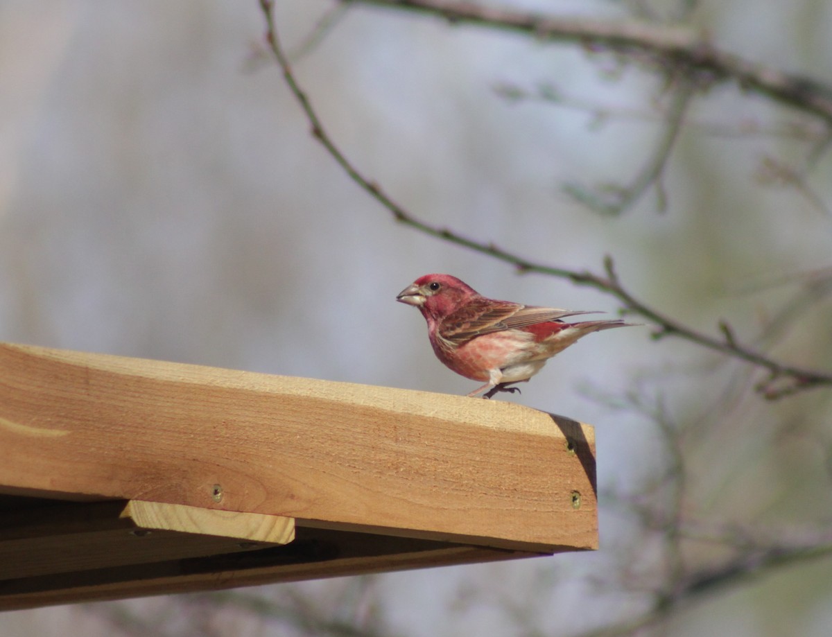 Purple Finch - ML145229531