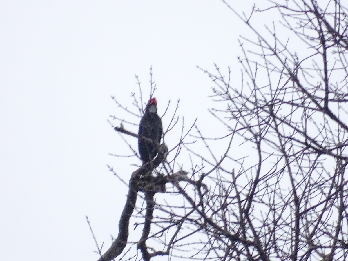 Slate-colored Grosbeak - ML145232041