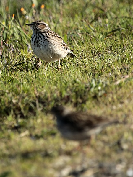 Wood Lark - Francisco Barroqueiro