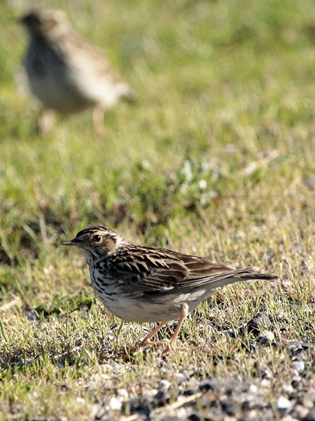 Wood Lark - Francisco Barroqueiro